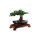 LEGO® Botanical Collection - 10281 Bonsai Tree