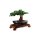 LEGO® Creator Expert 10281 - Bonsai Tree (Botanical Collection)