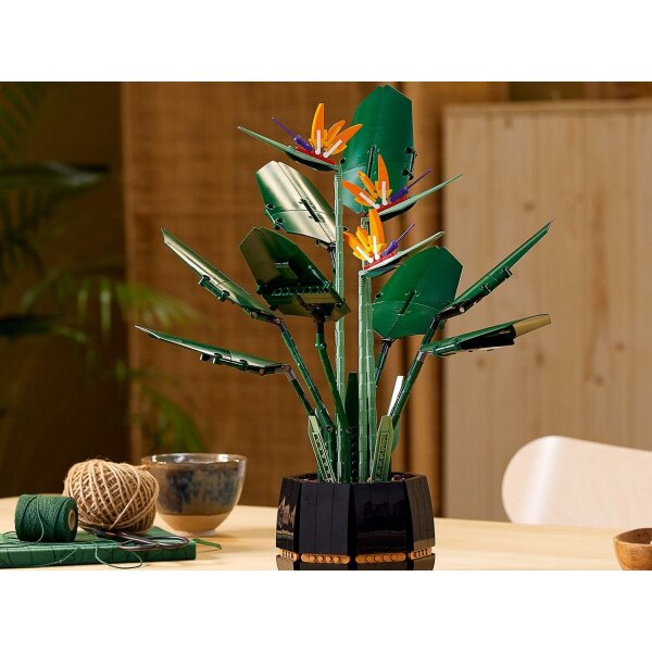philodendron pedatum variegated Philodendron billietiae variegata x Florida Beauty main image 0