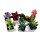 LEGO® Botanical Collection - 10309 Sukkulenten